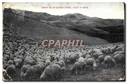 Cartes postales Sheep On An Oregon Range