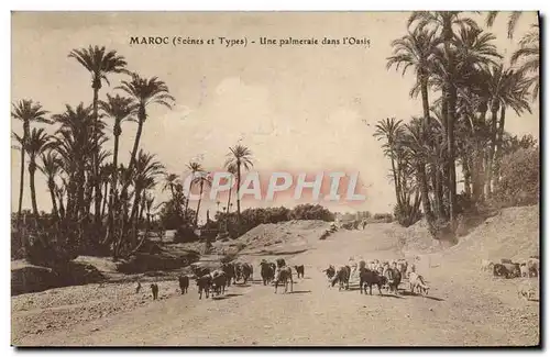 Cartes postales Maroc Une Palmeraire dans l'oasis Moutons