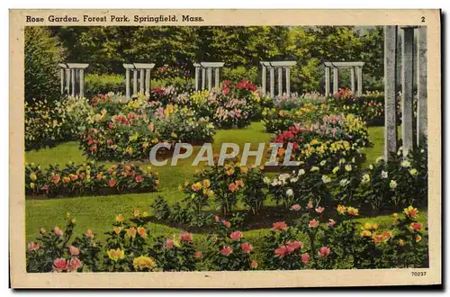 Ansichtskarte AK Rose Graden Forest Park Springfield Mass