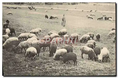 Ansichtskarte AK Berger Moutons