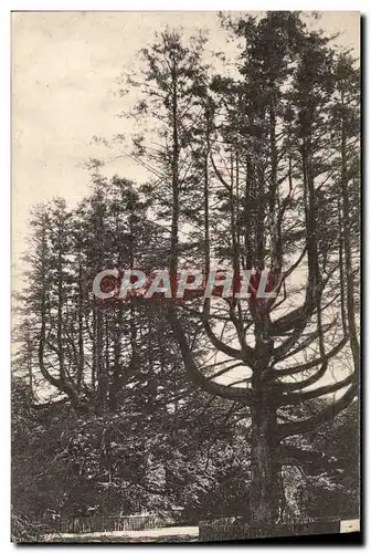 Cartes postales Rosneth Adam & Eve