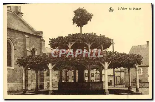 Cartes postales L'Arbre De Macon