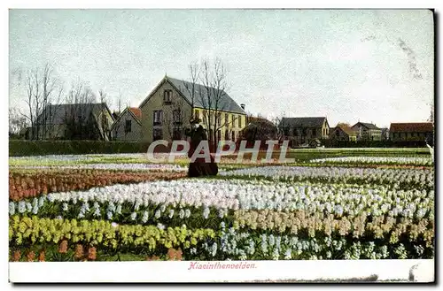 Cartes postales Hiacinthenvelden Fleurs