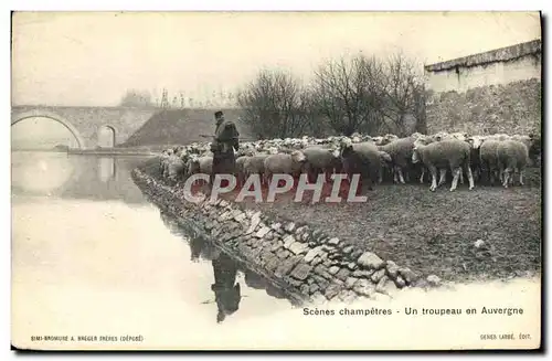 Ansichtskarte AK Scenes Champetres Un Troupeau En Auvergne Berger Moutons