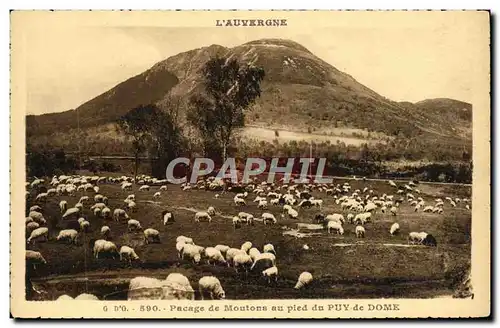 Ansichtskarte AK L&#39Auvergne Pacage De Moutons Au Pled Du Puy De Dome Moutons