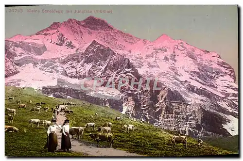 Cartes postales Kleine Scheidegg mit Jungfrau Vaches