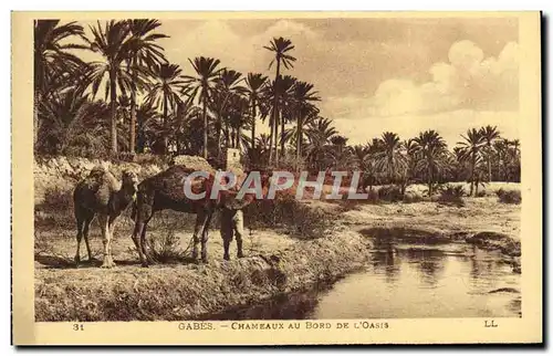 Cartes postales Gabes Chameaux Au Bord de L&#39Oasis