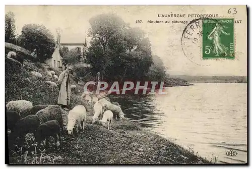 Cartes postales L&#39Auvergne Pittoresque Moutons au Paturage