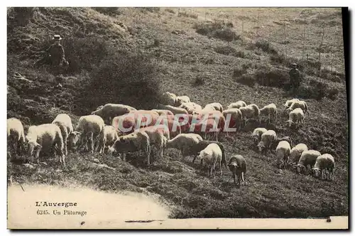 Ansichtskarte AK L&#39Auvergne Un Paturage Moutons