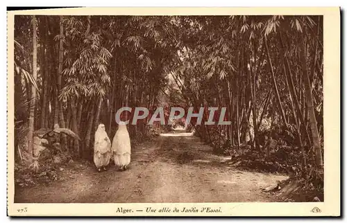 Ansichtskarte AK Alger Une Allee Du Jardin d&#39Essai