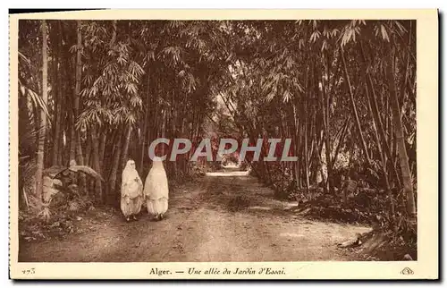 Cartes postales Alger Une Allee Du Jardin d&#39Essai