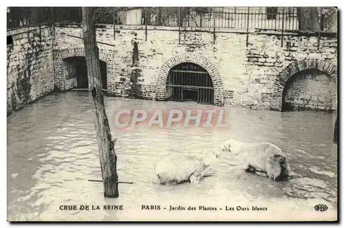 Ansichtskarte AK Paris Jardin des Plantes Les ours blancs