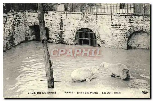 Ansichtskarte AK Paris Jardin des Plantes Crue De La Seine Les ours blancs