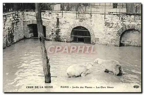 Cartes postales Paris Jardin des Plantes Crue De La Seine Les ours blancs