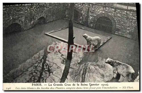 Cartes postales Paris La Grande crue de la Seine Les ours blancs du jardin des plantes surpris dans leur fosse