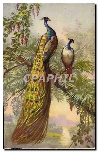 Cartes postales Fantaisie Oiseau Paon