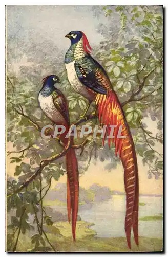 Cartes postales Fantaisie Oiseaux Paon