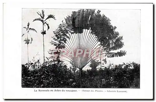 Cartes postales Le Ravenala ou arbre du voyageur Extrait des Plantes Larousse