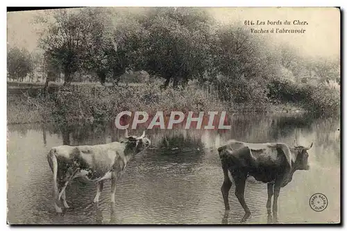 Cartes postales Les bords du Cher Vaches a l&#39abreuvoir