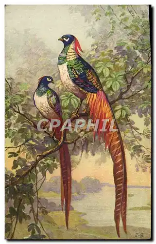 Cartes postales Fantaisie Oiseau faisan