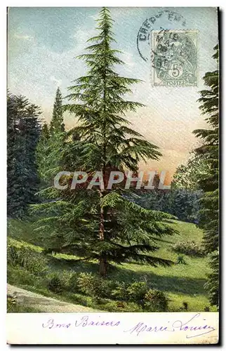 Cartes postales Arbre Sapin