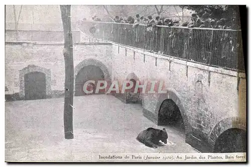 Cartes postales Inondations De Paris Jardin Des Plantes Bain Force Ours