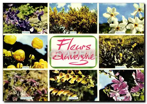 Cartes postales moderne L&#39Auvergne Fleurs Pensee Genet Trolle Centauree Narcisse Gentiane Mauve Digitale