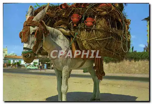 Cartes postales moderne Montura Del Botijero Andaluz Ane