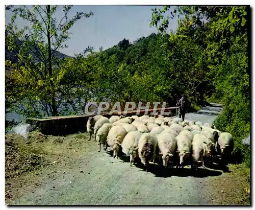 Cartes postales moderne Reflets Du Pays Basque Troupeau De Brebis Sur Les Bords De La Bidassoa