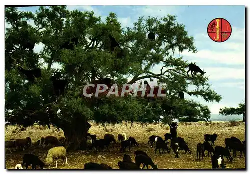 Cartes postales moderne Marox Arbre de chevres Chevre