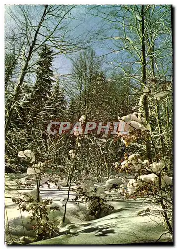 Cartes postales moderne Morzine Foret sous la Neige