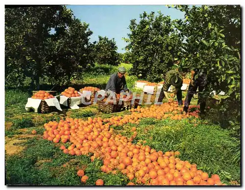 Cartes postales moderne Algarve Portugal Cokheta das Harves
