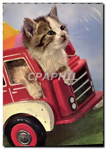 Cartes postales moderne Chat Camion