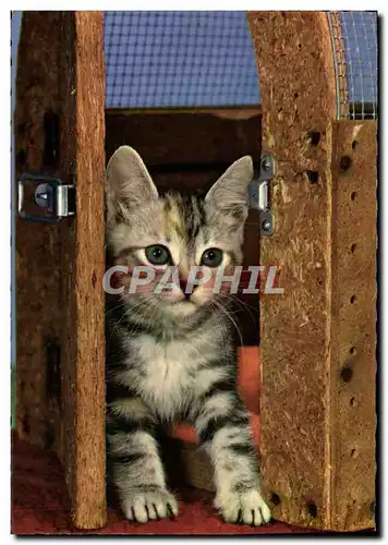 Cartes postales moderne Chat Chaton