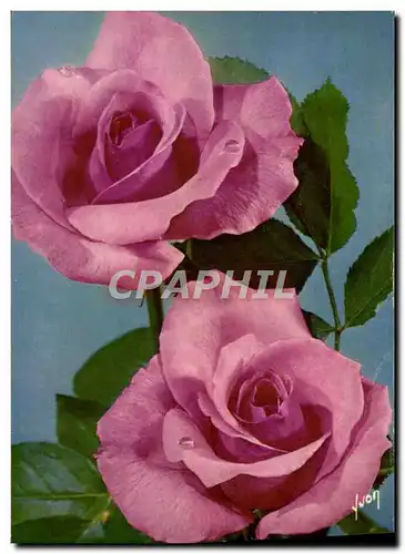 Cartes postales moderne Fantaisie Fleurs Jolies Roses De France