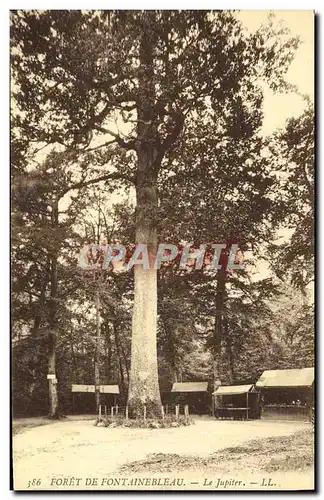 Ansichtskarte AK Foret de Fontainebleau Le Jupiter Arbre