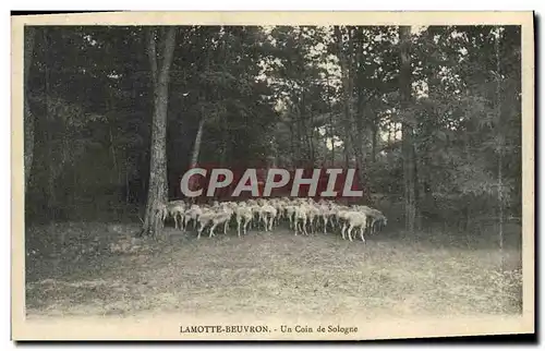 Cartes postales Lamotte Beuvron Un Coin De Sologne Moutons