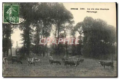 Cartes postales La Vie Des Champs Paturage Vaches