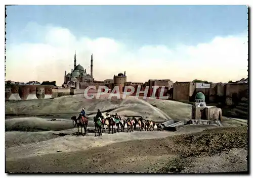 Cartes postales moderne Cairo The Citadel Egypte Chameaux