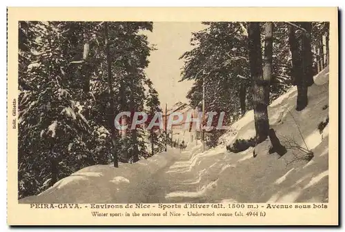 Cartes postales Peira Cava Environs de Nice Avenue sous bois