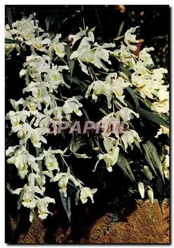 Cartes postales moderne White Rag Orchids Coelogyne Cristata Family Orchidaceae