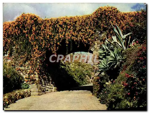 Cartes postales moderne Magnificent Bignonias Overhanging entrance to a private Quinta Madeira