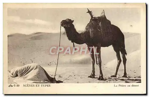 Cartes postales Scenes Et Types La Priere Au Desert Chameau