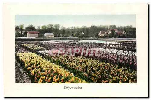 Ansichtskarte AK Tulpenvelden Fleurs