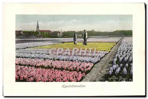 Cartes postales Hyacinthenvelden fleurs