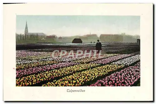 Cartes postales Tulpenvelden Fleurs