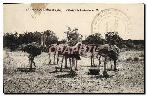 Cartes postales Maroc L&#39Elevage De l&#39Autruche Au Maroc Autruche