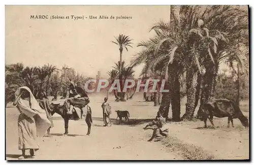 Cartes postales Maroc une Allee De Palmiers