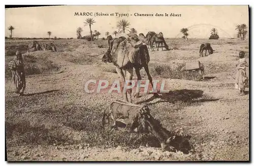 Ansichtskarte AK Maroc Chameaux Dans Le Desert