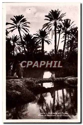 Cartes postales Scenes Et Types Allee de Palmiers dans l&#39oasis